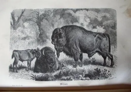 Brehm, A. E. Thierleben (Život zvířat), 1876-1879, - 3