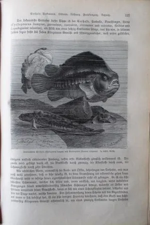 Brehm, A. E. Thierleben (Život zvířat), 1876-1879, - 4