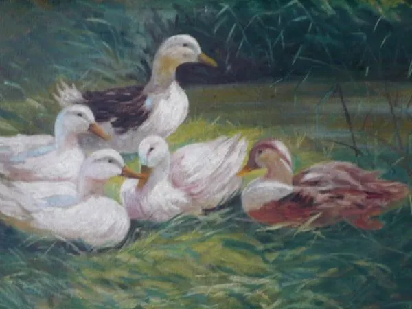 Josef Pavelka – Kachny - 5