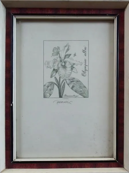 Josef Herčík – Orchidej - 1