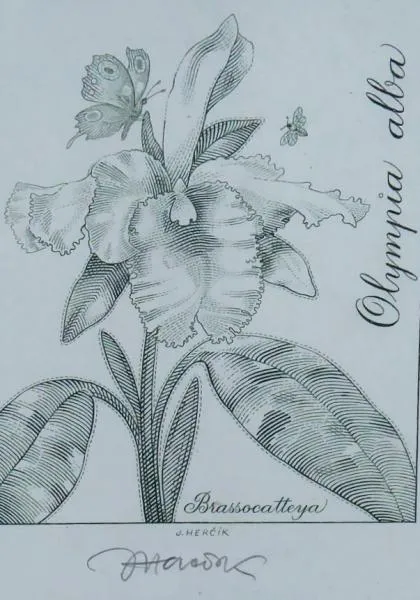 Josef Herčík – Orchidej - 2