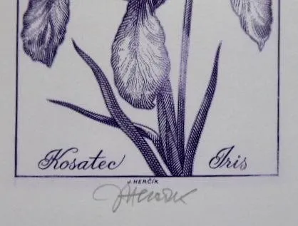 Josef Herčík – Kosatec, Růže - 2