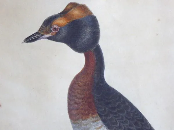 Johann Carl Bock – Potápka - 5