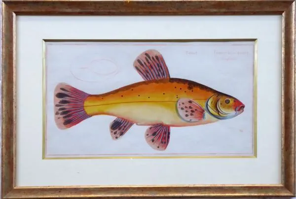Marcus Elieser Bloch – Cyprinus Tinta Auratus, Lín - 1