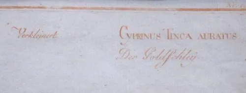 Marcus Elieser Bloch – Cyprinus Tinta Auratus, Lín - 2