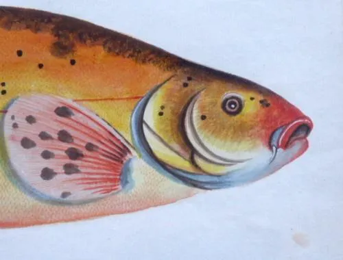 Marcus Elieser Bloch – Cyprinus Tinta Auratus, Lín - 3