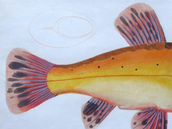Marcus Elieser Bloch – Cyprinus Tinta Auratus, Lín - 4