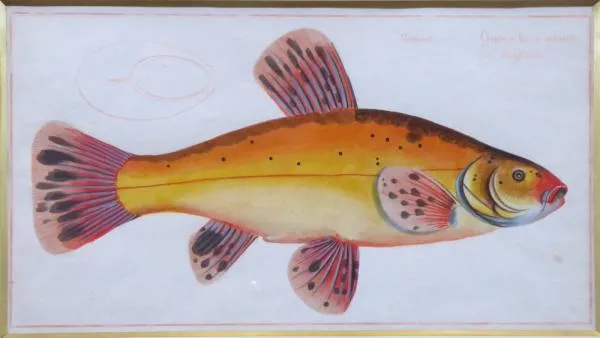 Marcus Elieser Bloch – Cyprinus Tinta Auratus, Lín - 5