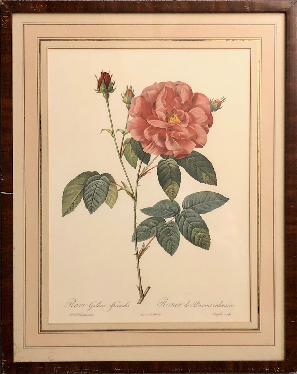 Grafika s Květinou - Rosa Gallica Officinalis