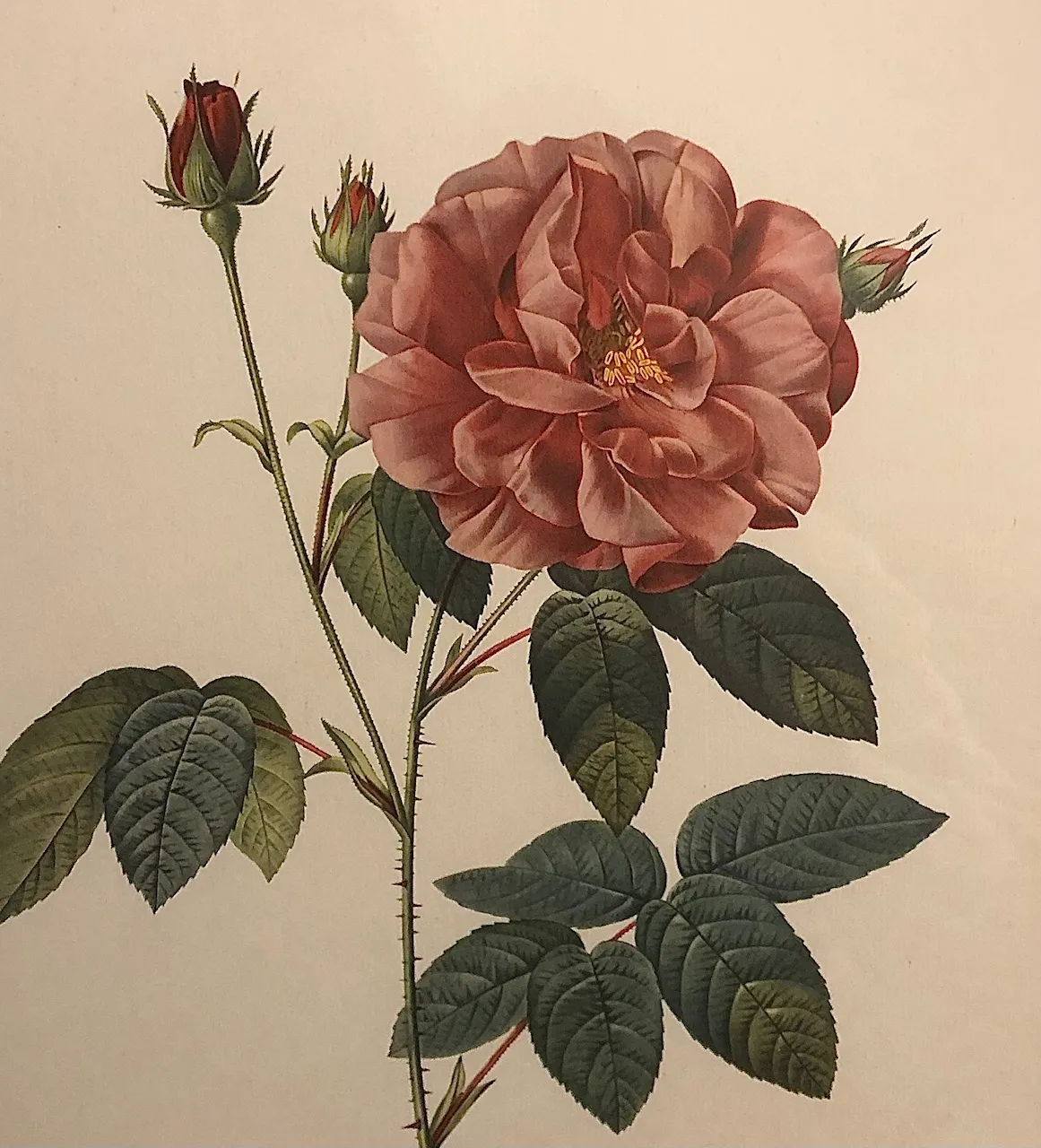 Grafika s Květinou – Rosa Gallica Officinalis - 2