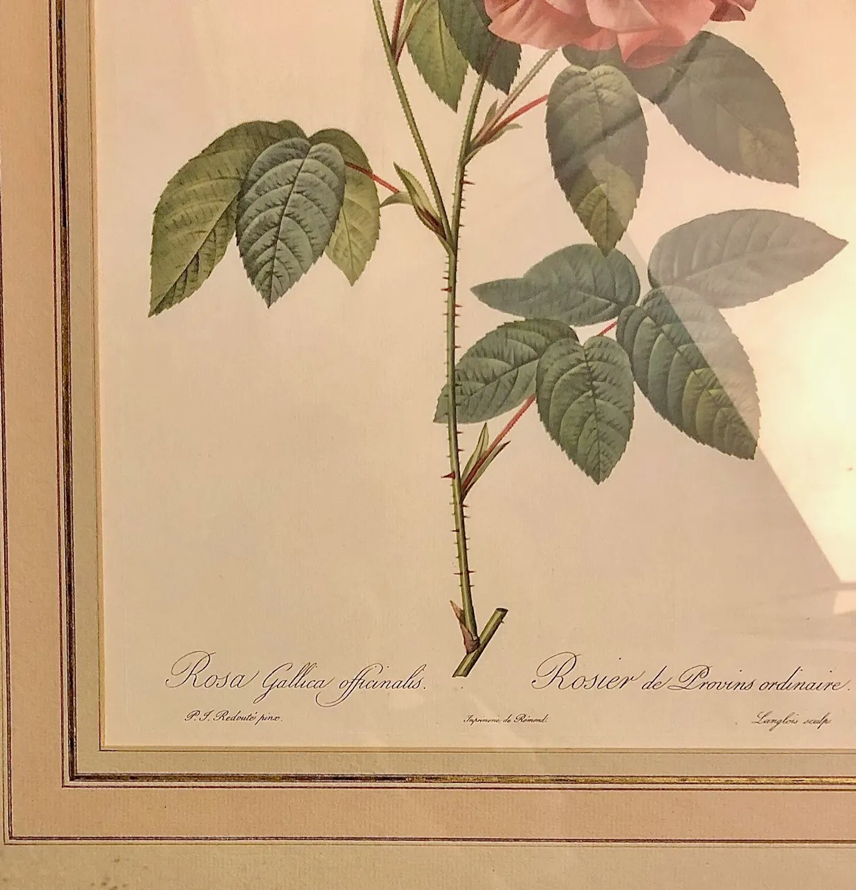 Grafika s Květinou – Rosa Gallica Officinalis - 3