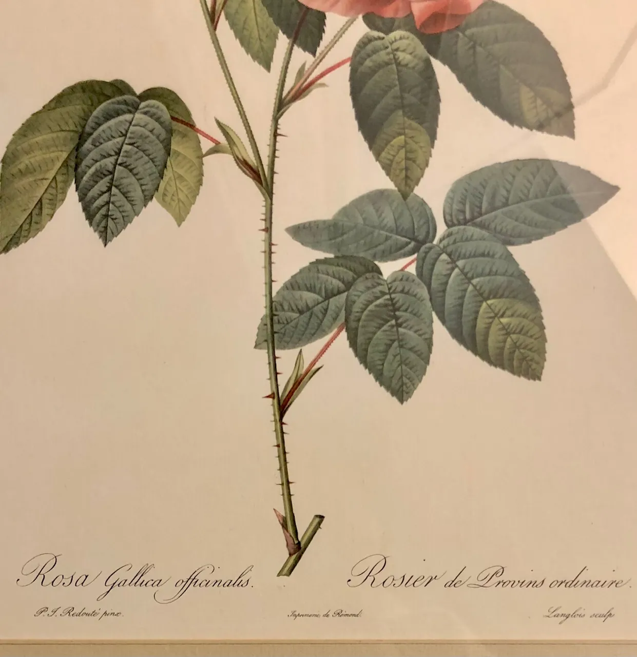 Grafika s Květinou – Rosa Gallica Officinalis - 4