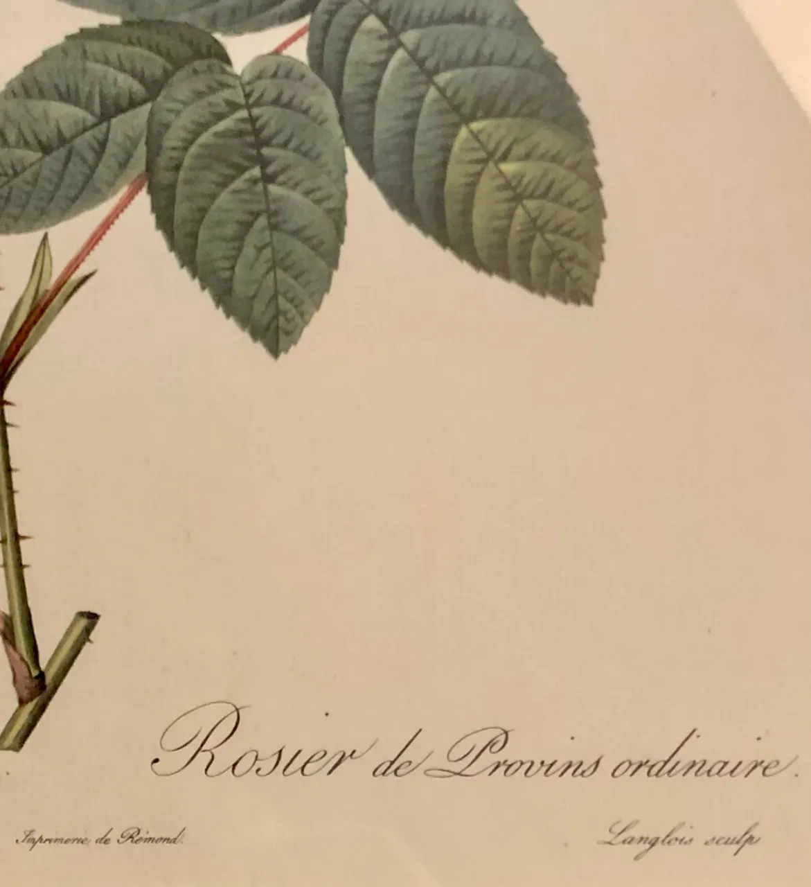 Grafika s Květinou – Rosa Gallica Officinalis - 6