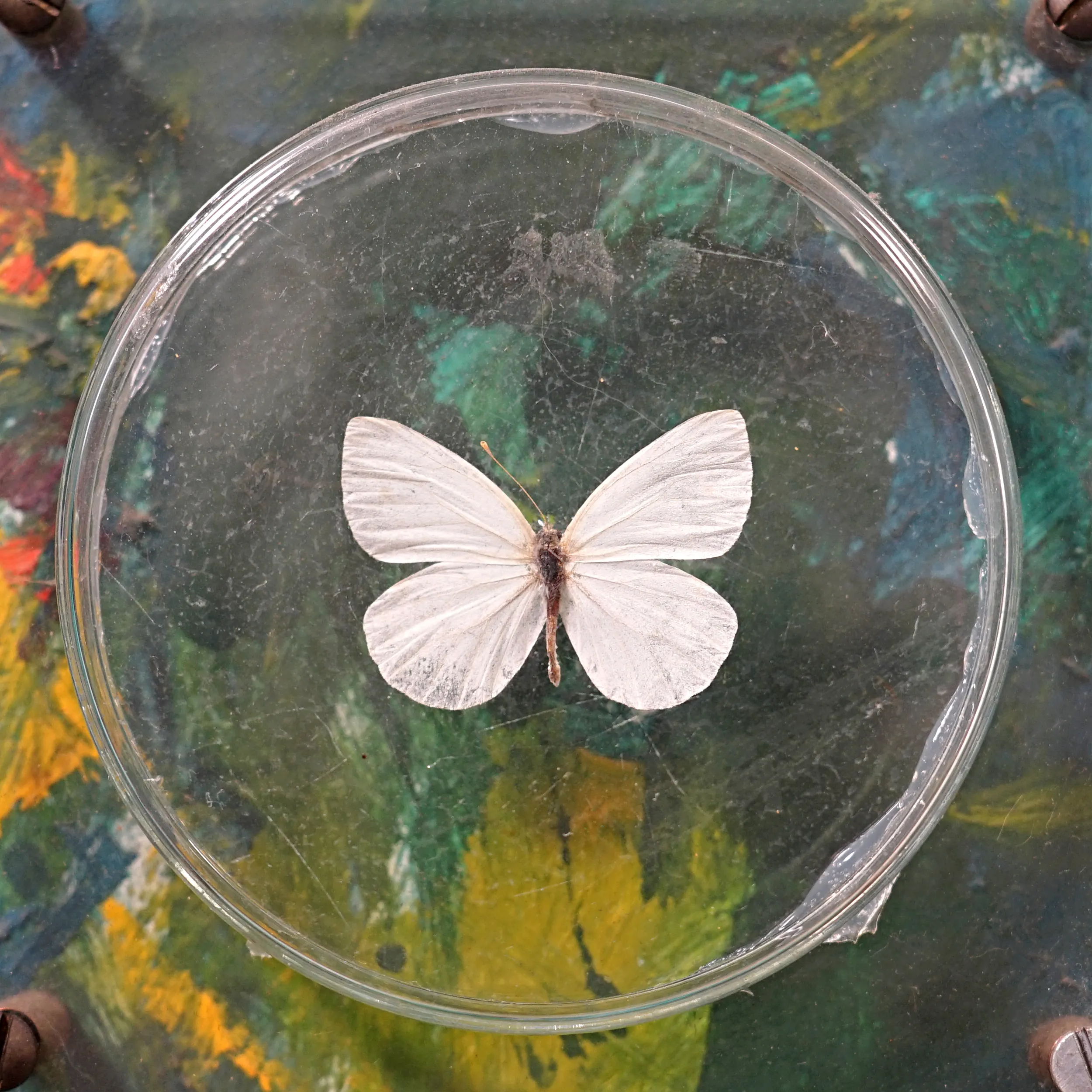 Motýli - 2