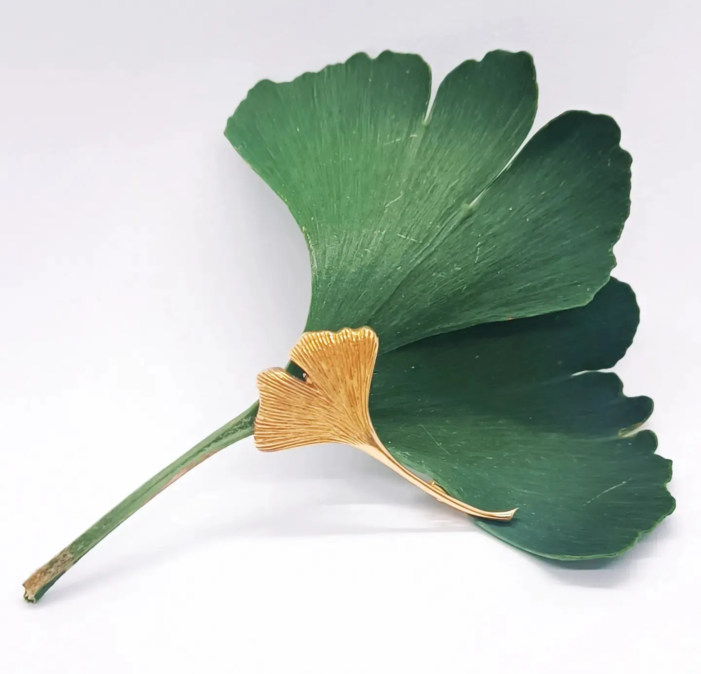 Zlatá brož – ginkgo biloba - 7