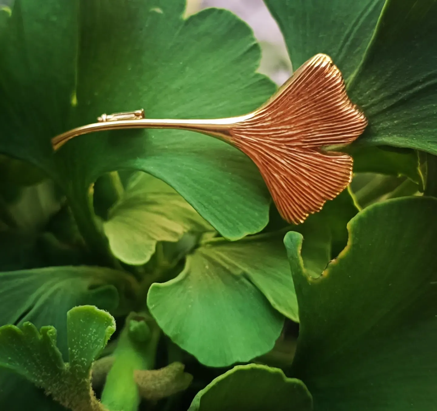 Zlatá brož – ginkgo biloba - 8